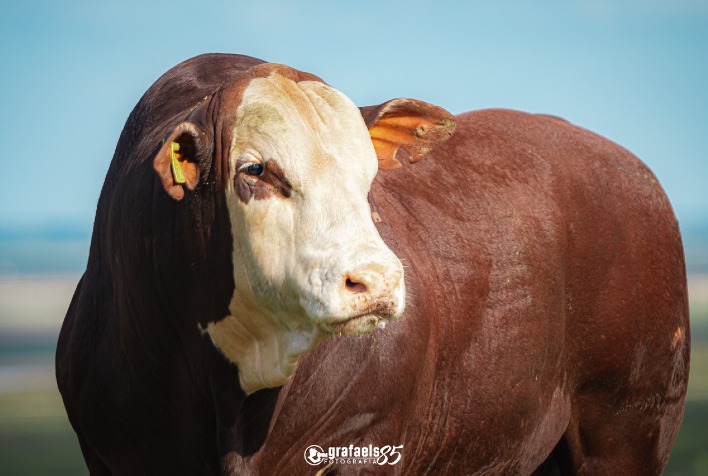 Qual é a média de mobilização de criadores e preço para touros da Braford Premium, que chega a R$ 14,58 mil?