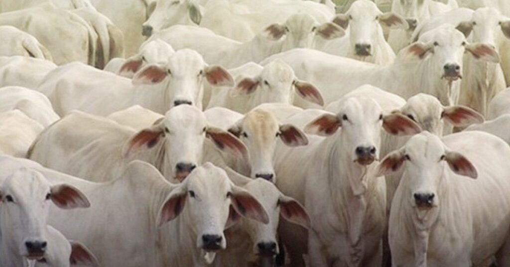 qual e a media de preco por cabeca de gado bovino registrado em cuiaba