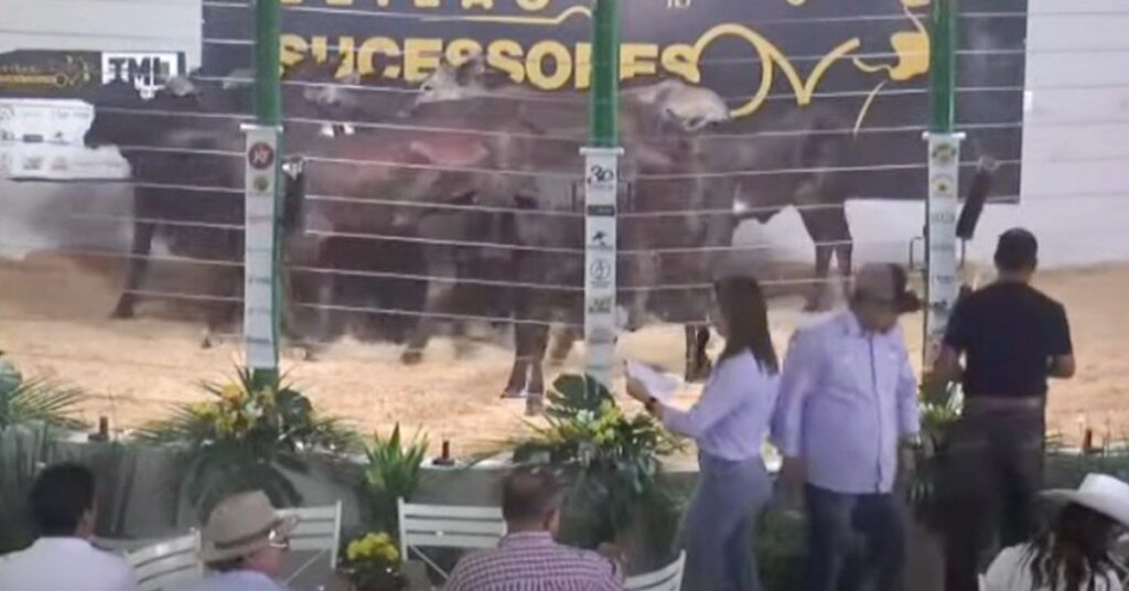 qual e a media de preco por cabeca em amambai de acordo com o portal dbo