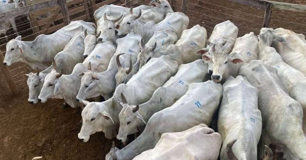 Descubra o segredo por trás do valor de R$ 2.386/cabeça em Jardim. 3 qual e a media de preco por cabeca em aquidauana 2