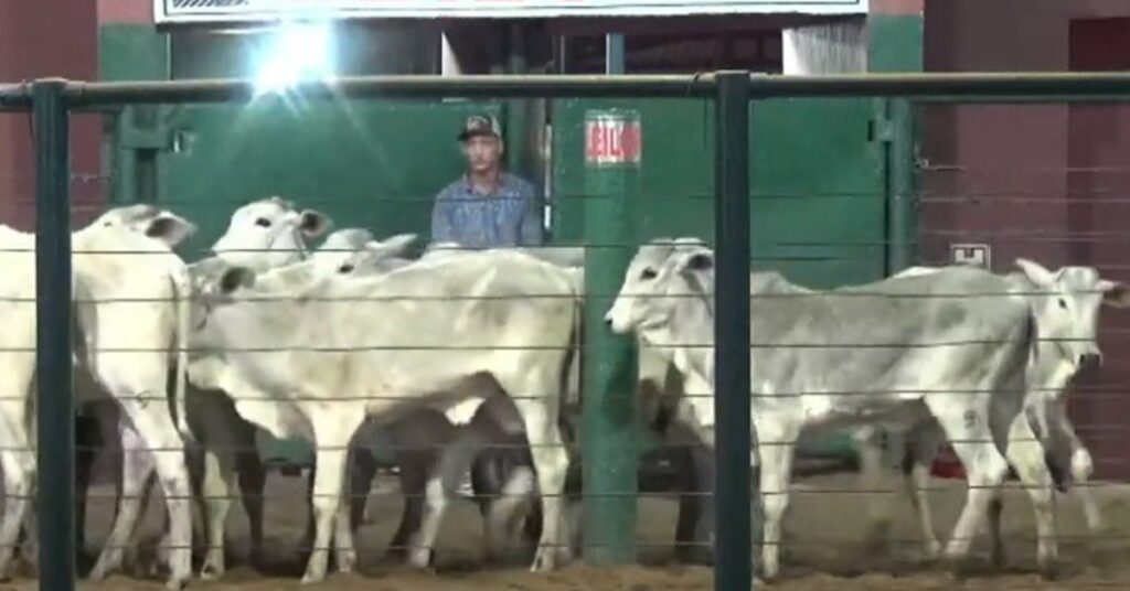 qual e a media de preco por cabeca em uberaba 1