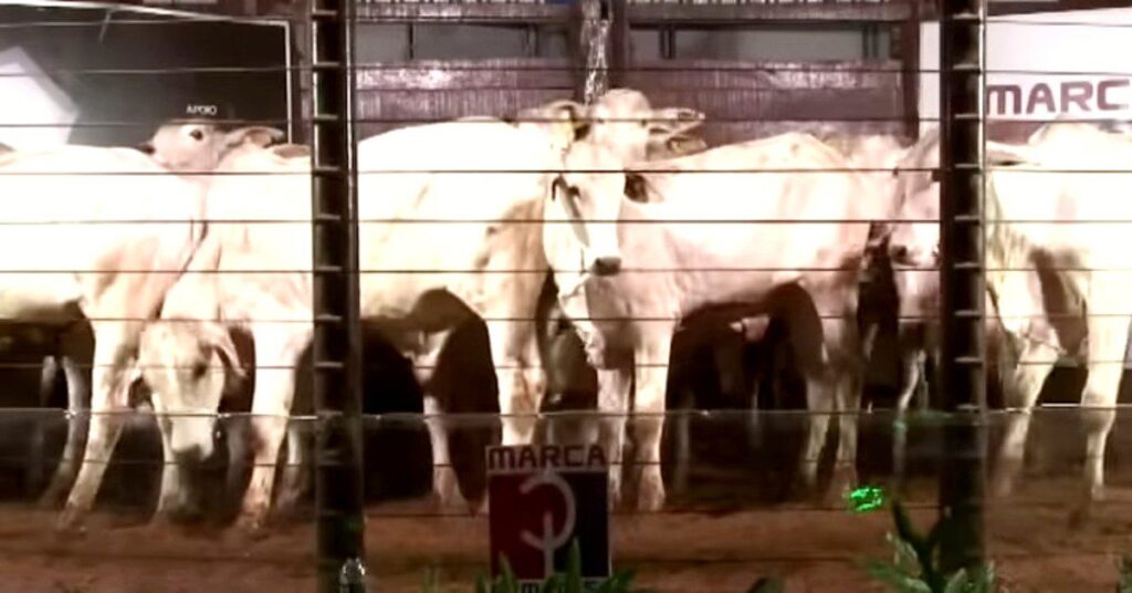 qual e a media de preco por cabeca registrada no pregao em jardim de r 1 876