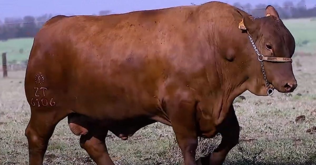 Qual é a média de preço registrada no leilão “Touros Provados Genética Senepol” de R$ 18.000, conforme reportado pelo Portal DBO?