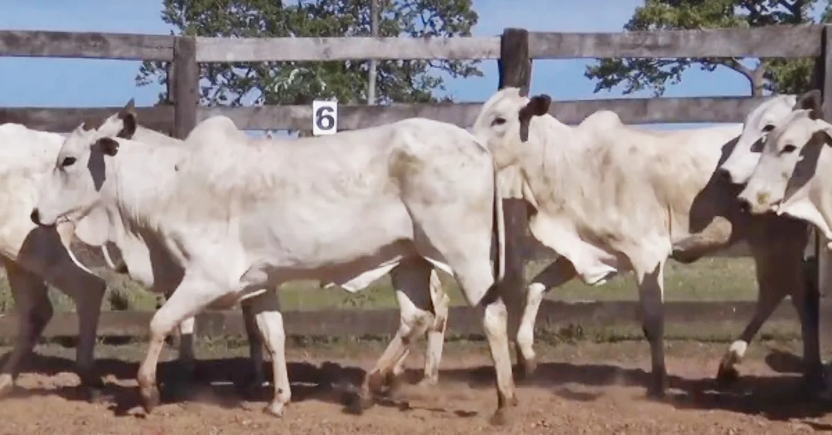 Qual é a média de valor dos imóveis virtuais em Campo Grande, e onde posso encontrar informações sobre essas médias? 13 qual e a media de valor dos imoveis virtuais em campo grande e onde posso encontrar informacoes sobre essas medias