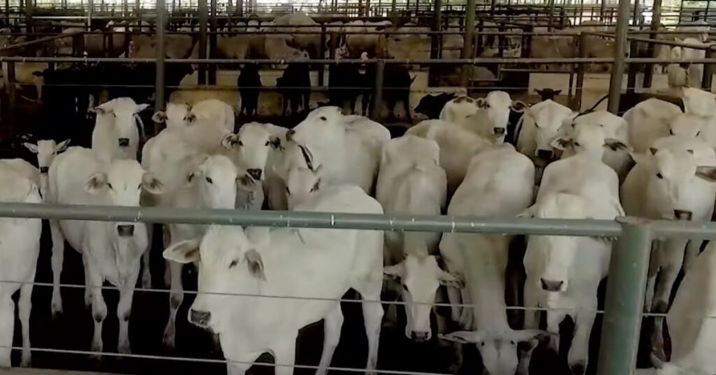 Qual é a média do pregão em Uberaba de acordo com o Portal DBO? 6 qual e a media do pregao em uberaba de acordo com o portal dbo