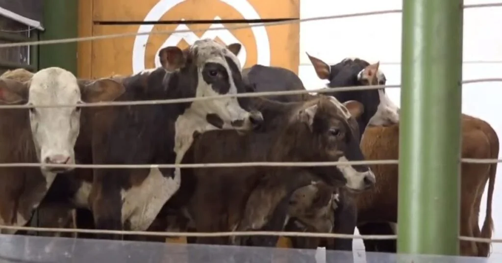 Qual é a média geral de R$ 1.879 em Francisco Beltrão, de acordo com o Portal DBO? 7 qual e a media geral de r 1 879 em francisco beltrao de acordo com o portal dbo