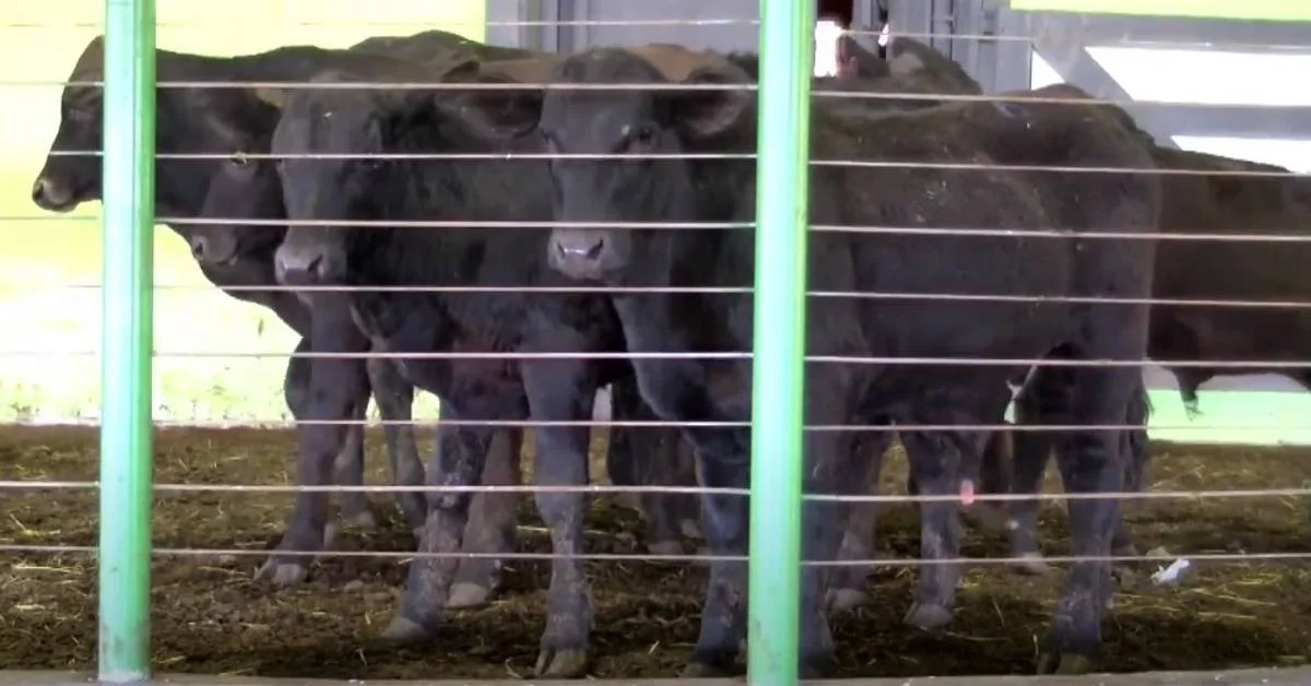 Qual é a média geral de salários em Candói, de acordo com o relatório do Portal DBO? 7 qual e a media geral de salarios em candoi de acordo com o relatorio do portal dbo