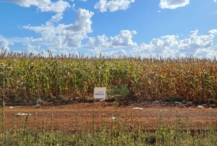 qual e a melhor forma de escolher a solucao de controle biologico adequada para a minha lavoura