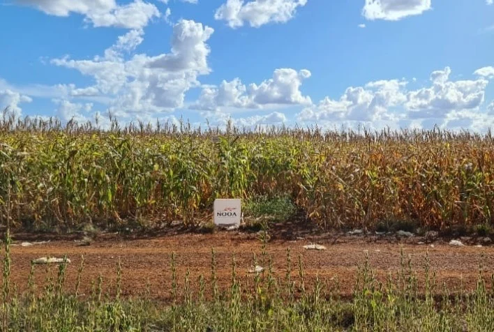 Qual é a melhor forma de escolher a solução de controle biológico adequada para a minha lavoura? 4 qual e a melhor forma de escolher a solucao de controle biologico adequada para a minha lavoura