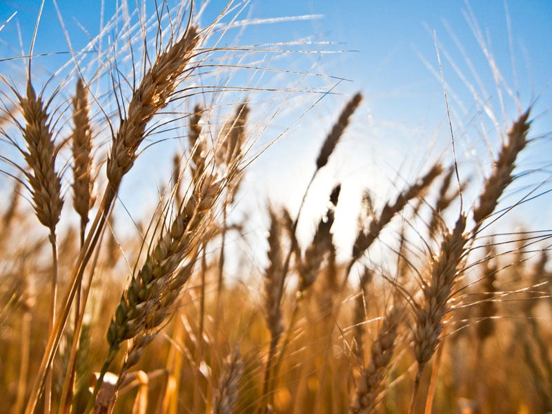 qual e a minima de trigo atingida em chicago nos ultimos 3 meses