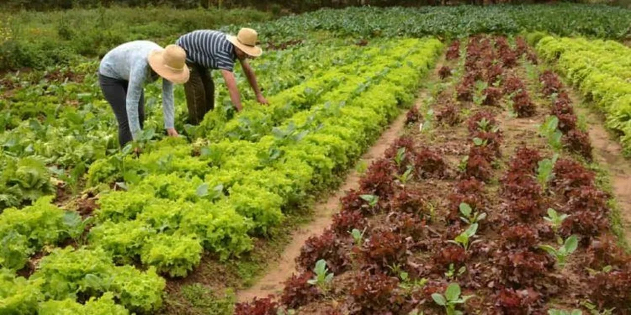 Qual é a necessidade estimada de aumento na produção de alimentos? 12 qual e a necessidade estimada de aumento na producao de alimentos
