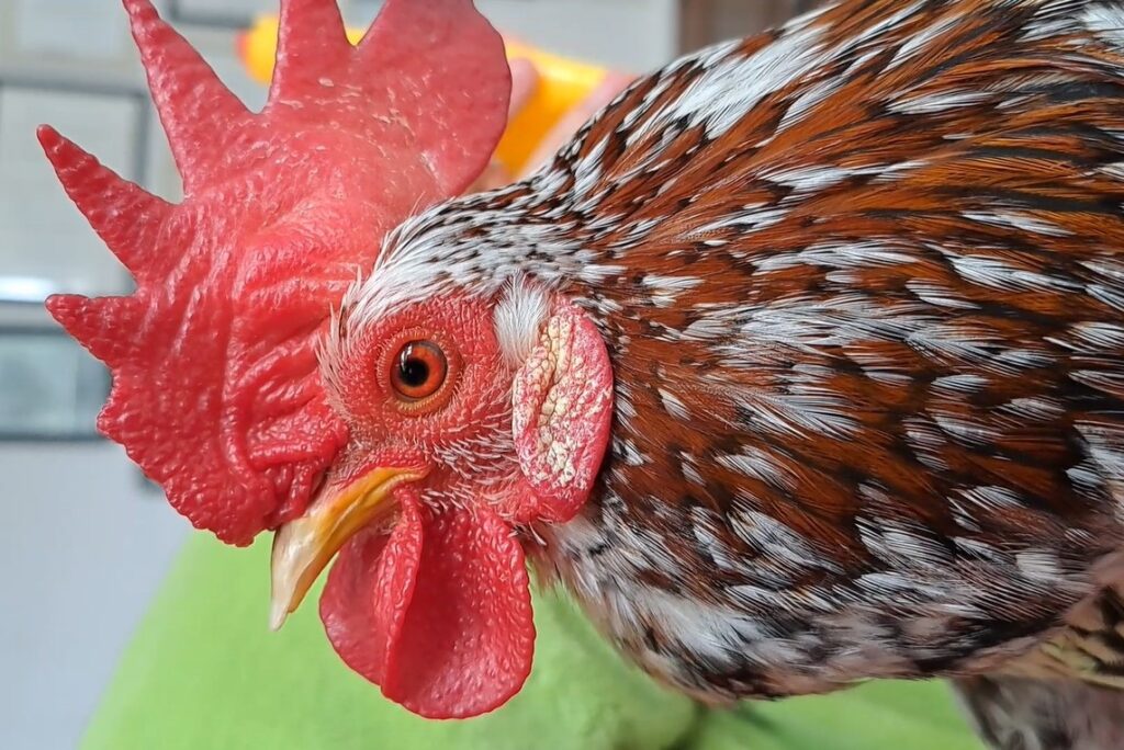 qual e a noticia sobre a autorizacao de um galinha de estimacao para acompanhar um paciente em um hospital do parana