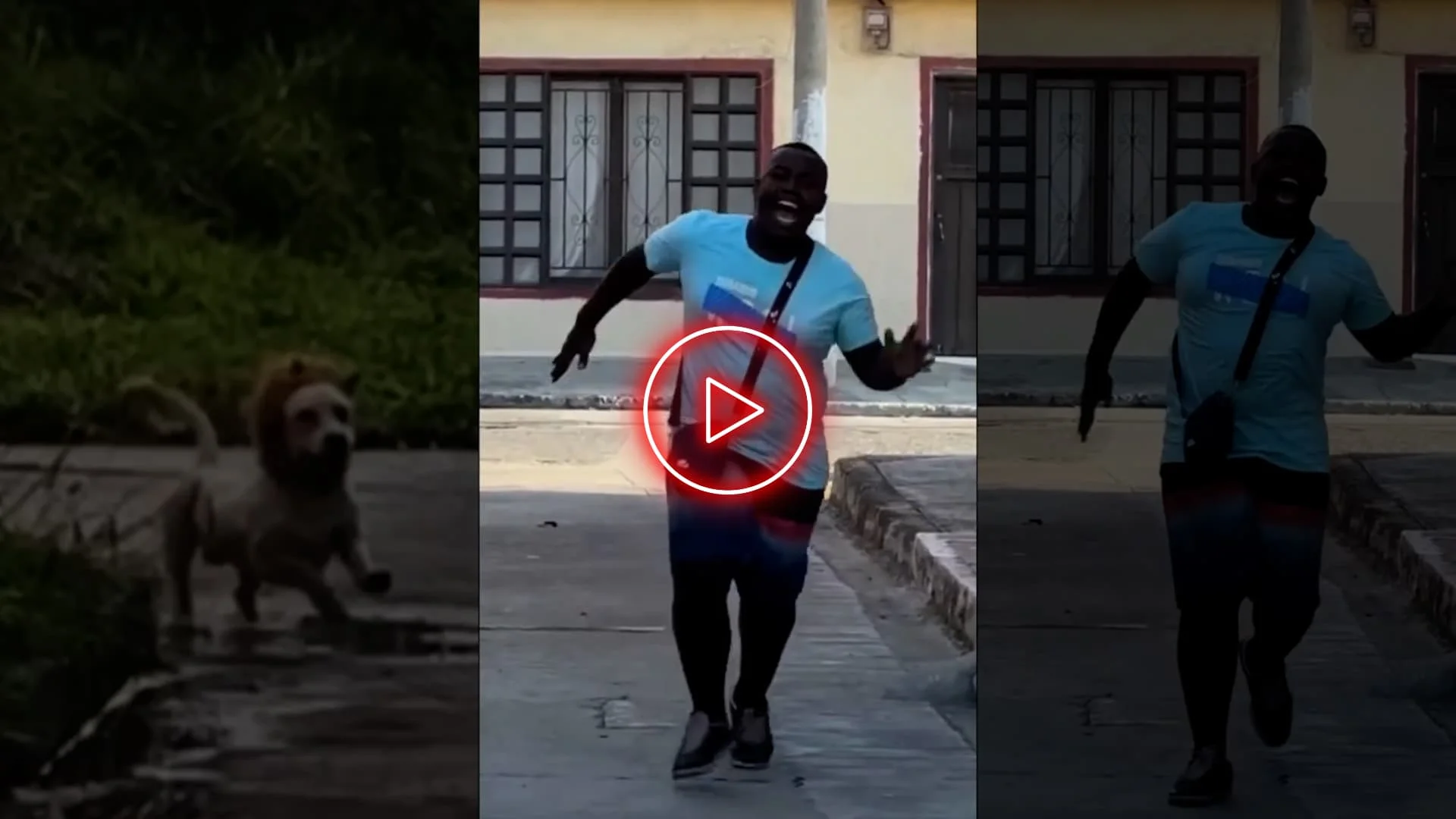 Qual é a nova febre da internet em que o Cachorro Leão está atacando novamente?