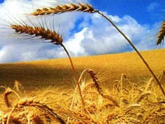 Por que o trigo está recuando após a alta anterior e como a oferta no Mar Negro está afetando o mercado? 3 qual e a nova previsao de safra de trigo da argentina divulgada pela bolsa 2