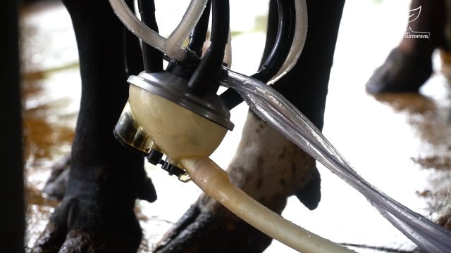 Qual é a novidade da Expoagro Cotricampo deste ano em relação aos animais e qual é a primeira feira oficial que será realizada?