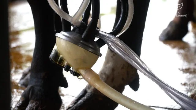 MT Composto Sustentável Celeiro produção de leite foto Leandro Balbino Canal Rural Mato Grosso