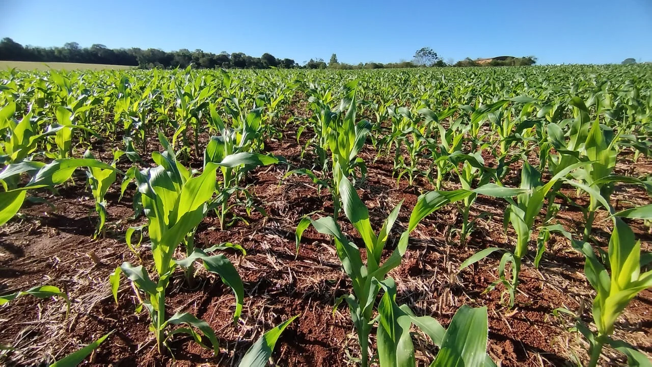Qual é a porcentagem atual de área de cultivo de milho em relação ao previsto para a Safra 2023/2024 no RS? 13 qual e a porcentagem atual de area de cultivo de milho em relacao ao previsto para a safra 2023 2024 no rs