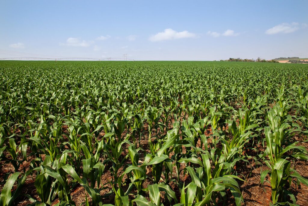 qual e a porcentagem atual de avanco do plantio na area do rio grande do sul