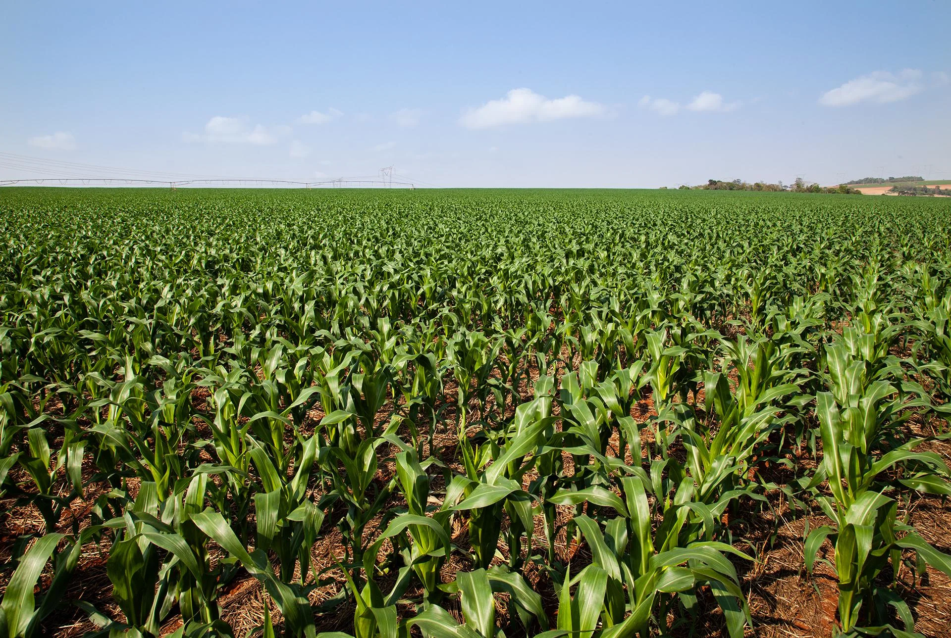 Qual é a porcentagem atual de avanço do plantio na área do Rio Grande do Sul? 6 qual e a porcentagem atual de avanco do plantio na area do rio grande do sul