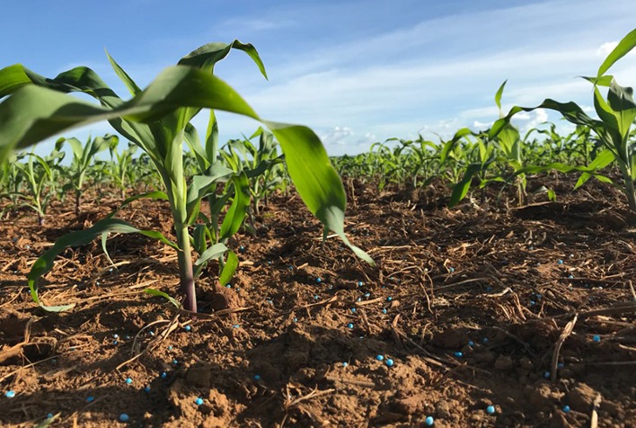 Qual é a porcentagem de plantio da safra de milho verão 2023/24 no Brasil, de acordo com a SAFRAS?