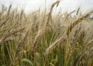 Qual é a preocupação com o clima no Rio Grande do Sul em relação ao trigo e como isso tem afetado as cotações?