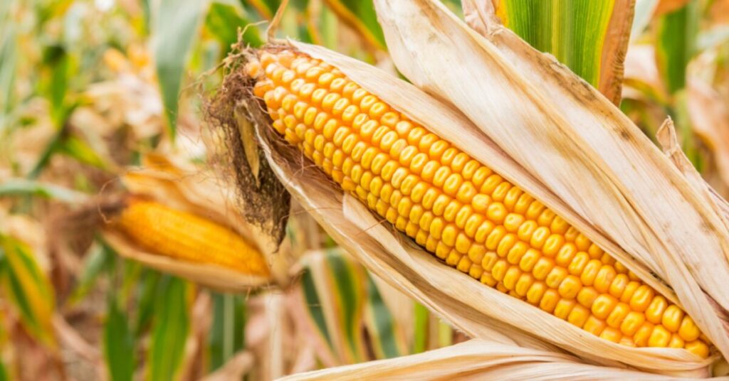 Qual é a previsão de área com milho na 1ª safra e a de soja em 2023/24, de acordo com o Portal DBO? 3 qual e a previsao de area com milho na 1a safra e a de soja em 2023 24 de acordo com o portal dbo 1