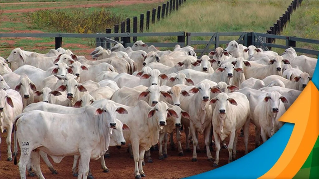 Qual é a previsão de volatilidade do mercado do boi nos próximos 45 dias? 10 qual e a previsao de volatilidade do mercado do boi nos proximos 45 dias