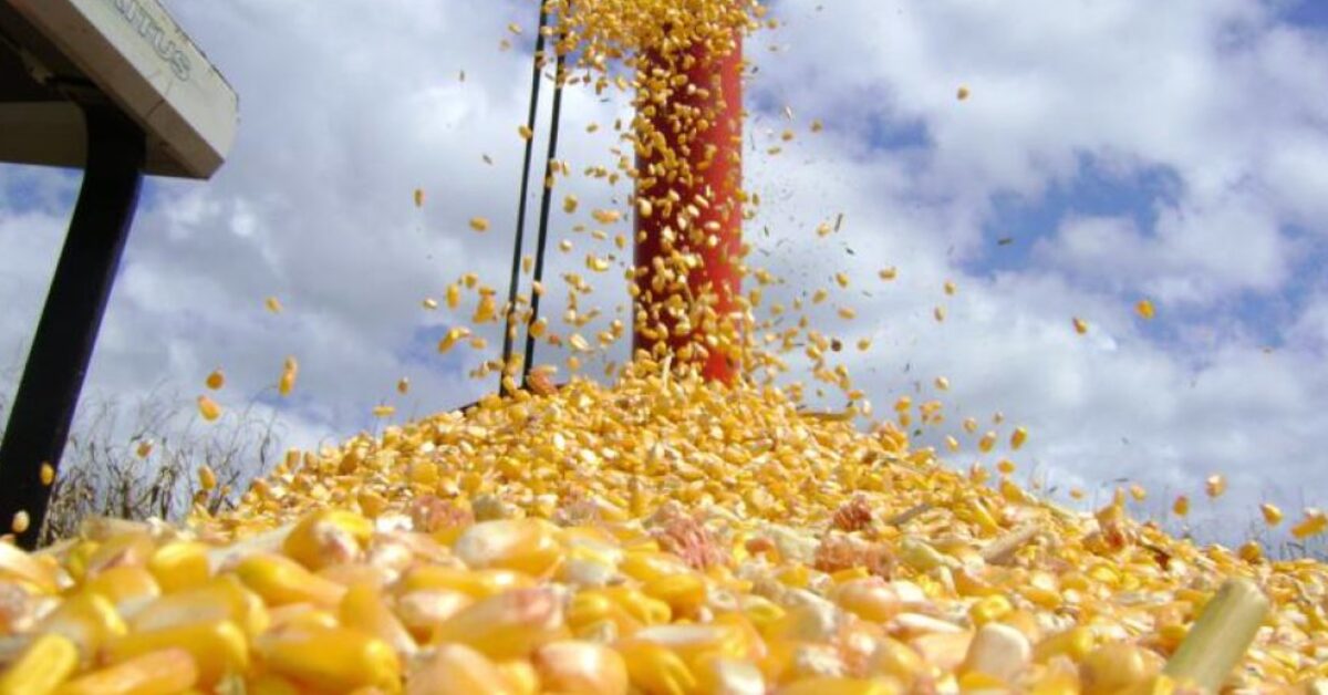 Qual é a previsão do Rabobank para o Brasil ultrapassar os EUA no ranking dos maiores exportadores mundiais de milho?