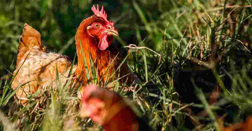 qual e a razao pela qual o japao decidiu suspender temporariamente a importacao de carne de aves de mato grosso do sul