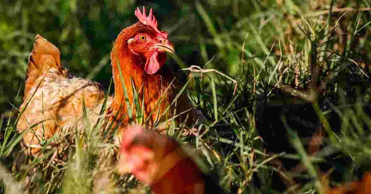 Qual é a razão pela qual o Japão decidiu suspender temporariamente a importação de carne de aves de Mato Grosso do Sul?