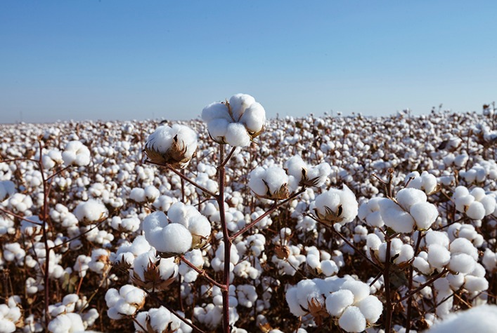 qual e a solucao inedita lancada pela fmc para o cotonicultor na safra 23 24