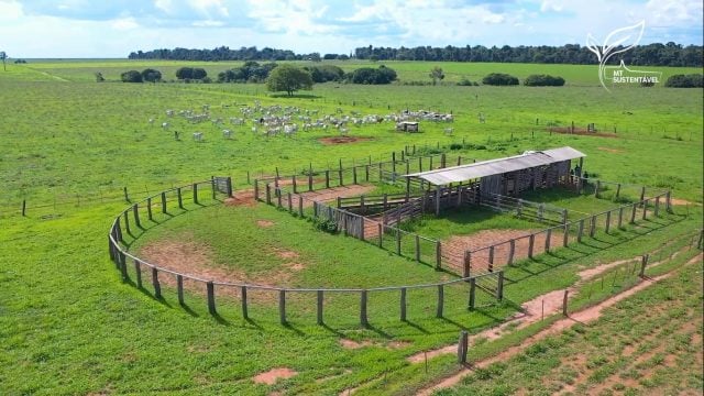 Fazenda pecuária localizada no município gaúcha do Norte com produção de bezerros