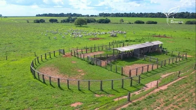Qual é a tendência do custo de produção da pecuária bovina no primeiro semestre do ano?