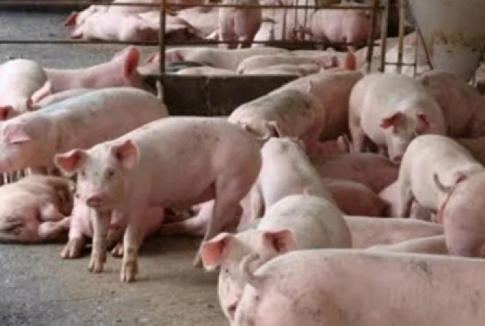 Qual é a tendência do preço do suíno neste início de setembro? 6 qual e a tendencia do preco do suino neste inicio de setembro