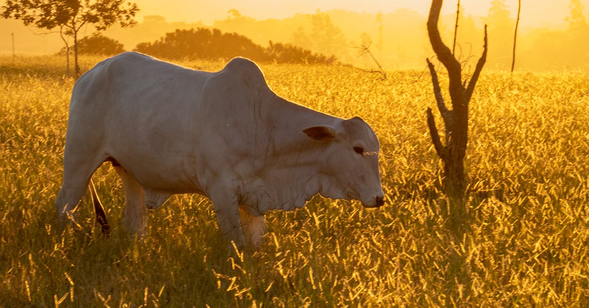 Qual é o alerta do Inmet sobre a onda de calor que está afetando grande parte do país nesta semana?