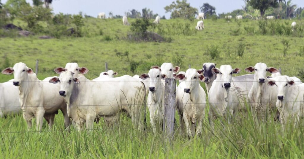 qual e o aumento do preco do boi china nas pracas paulistas de acordo com a scot consultoria e portal dbo 1