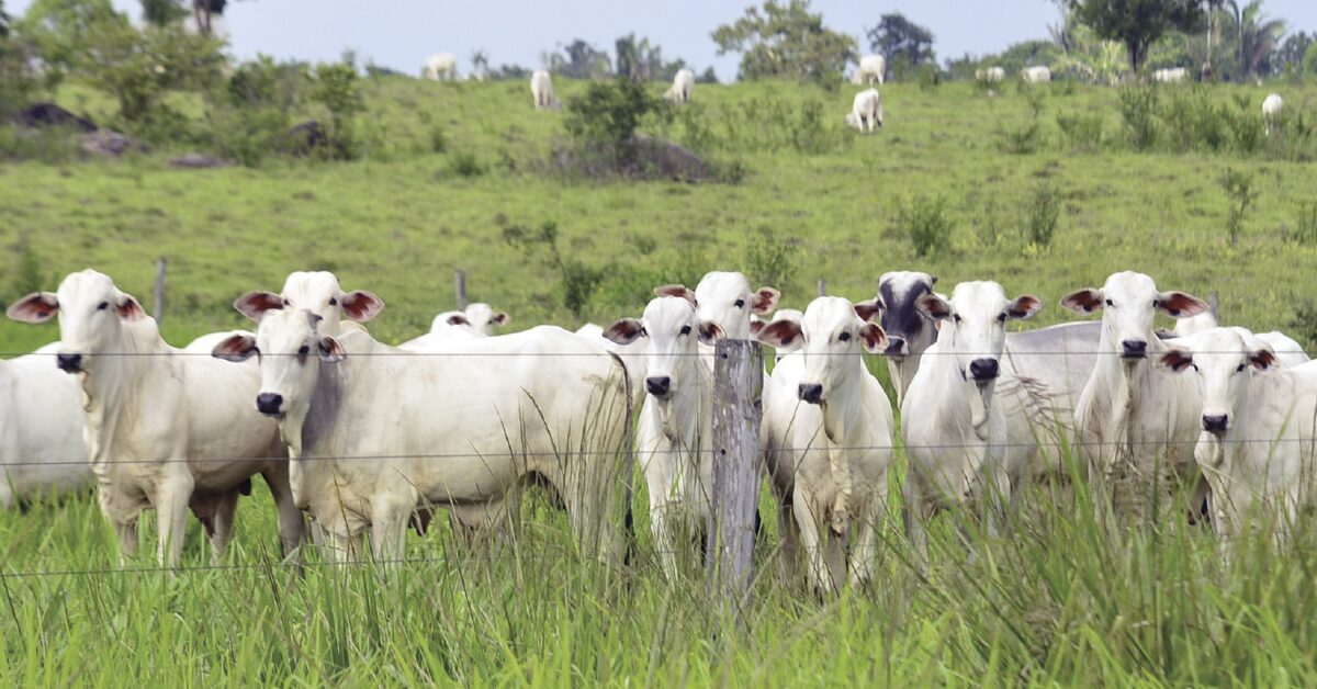 Qual é o aumento do preço do ‘boi-China’ nas praças paulistas de acordo com a Scot Consultoria e Portal DBO?