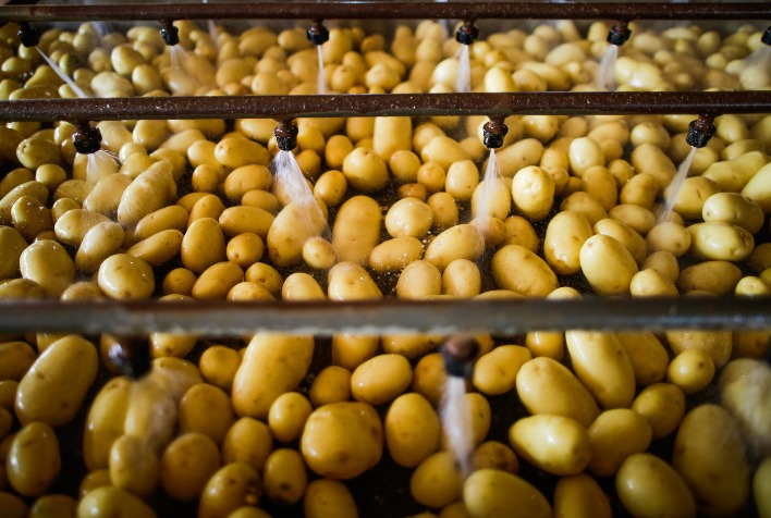 qual e o efeito da maior oferta de batata sobre as cotacoes