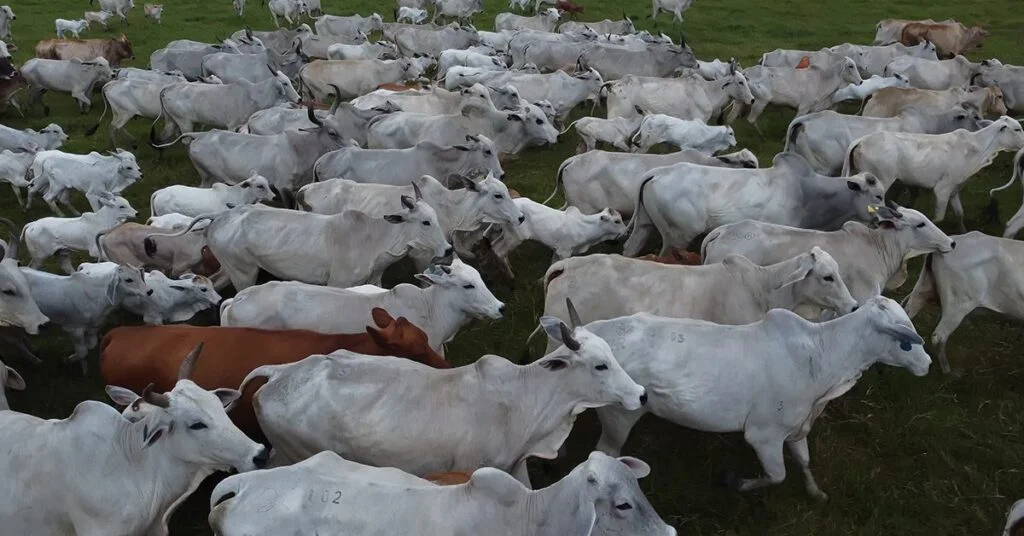 ABCZ revela novas avaliações genéticas! 3 qual e o impacto da fraca oferta de animais terminados no mercado e como isso esta afetando os precos do boi gordo 1