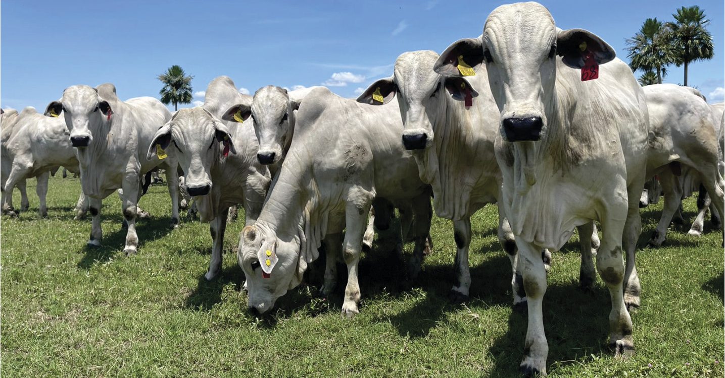 Qual é o menor poder de compra frente ao bezerro em dois anos, de acordo com o Cepea? 1 Qual é o menor poder de compra frente ao bezerro em dois anos, de acordo com o Cepea?