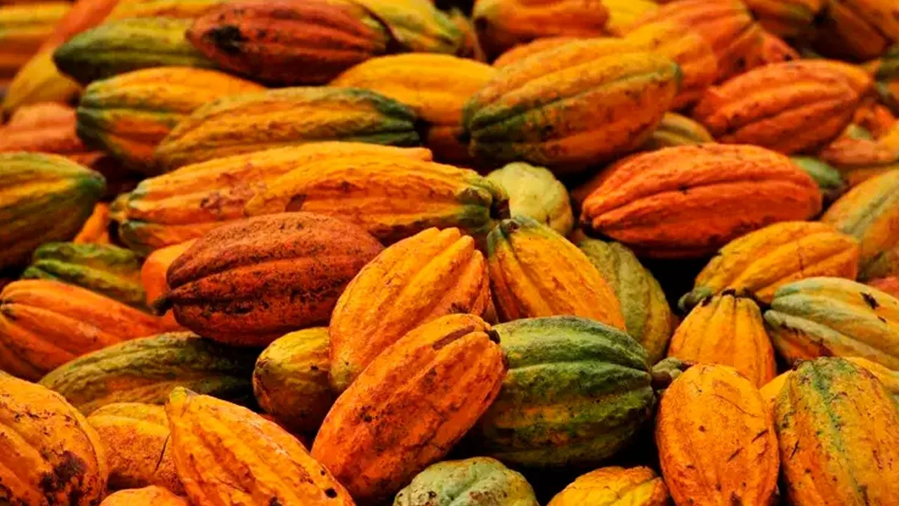 Qual é o motivo para o cacau atingir uma nova máxima em 46 anos em Londres e ter um aumento de 4% na semana? 8 qual e o motivo para o cacau atingir uma nova maxima em 46 anos em londres e ter um aumento de 4 na semana