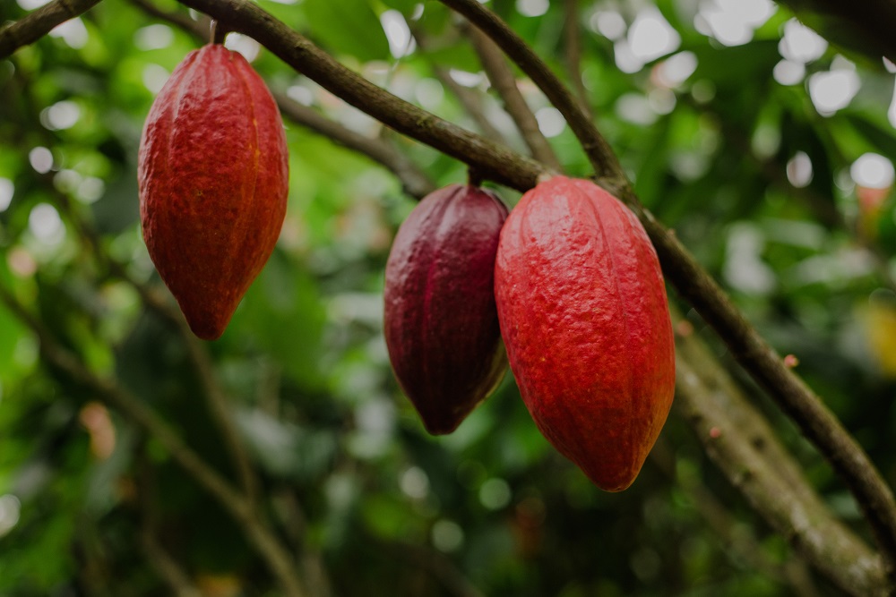 Qual é o novo pico alcançado pelo preço do cacau em Londres, após 46 anos?