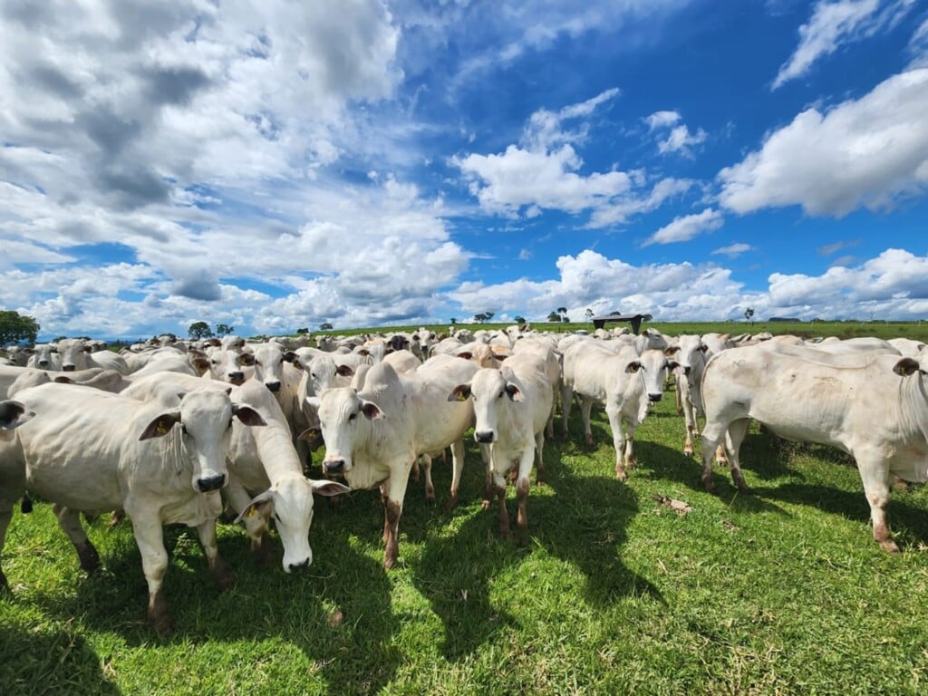 Embrapa Vaca Nelore Fêmea