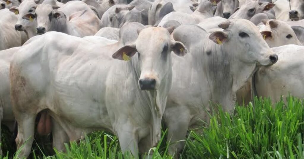 qual e o novo recorde do rebanho bovino com 3447 milhoes de cabecas em 2023 de acordo com o portal dbo