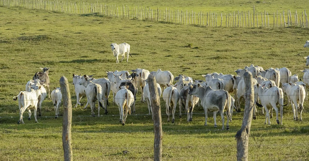 qual e o numero atual do rebanho bovino goiano e qual e o novo recorde alcancado