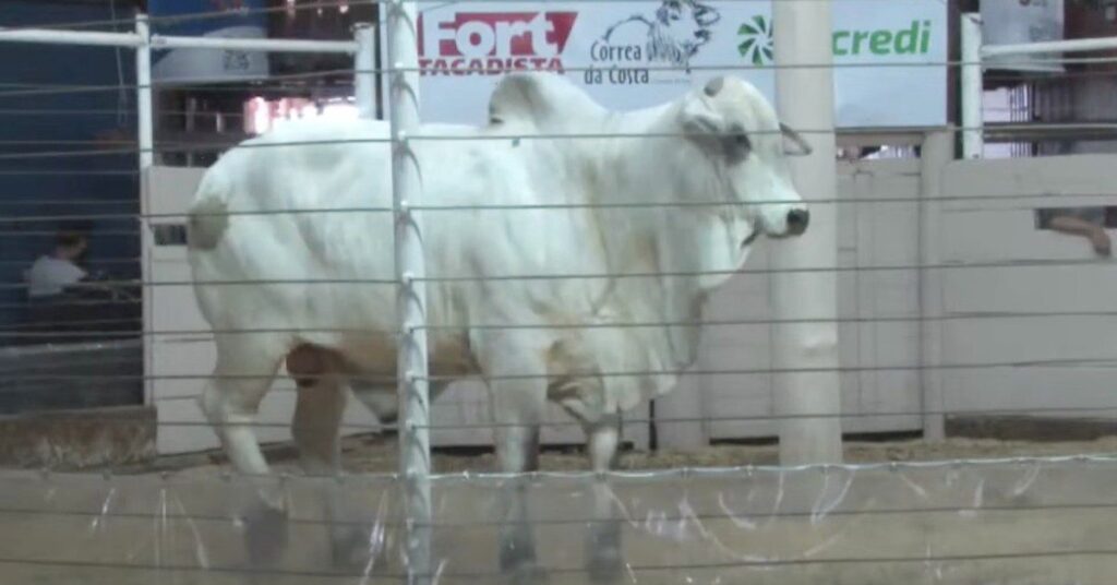 qual e o objetivo do 27o leilao melhoradores em reforcar a oferta de reprodutores nelore po no portal dbo