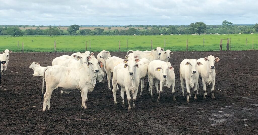 Qual é o panorama atual da pecuária de corte brasileira apresentado pela 6ª edição da ReproNutri no Portal DBO? 31 qual e o panorama atual da pecuaria de corte brasileira apresentado pela 6a edicao da repronutri no portal dbo