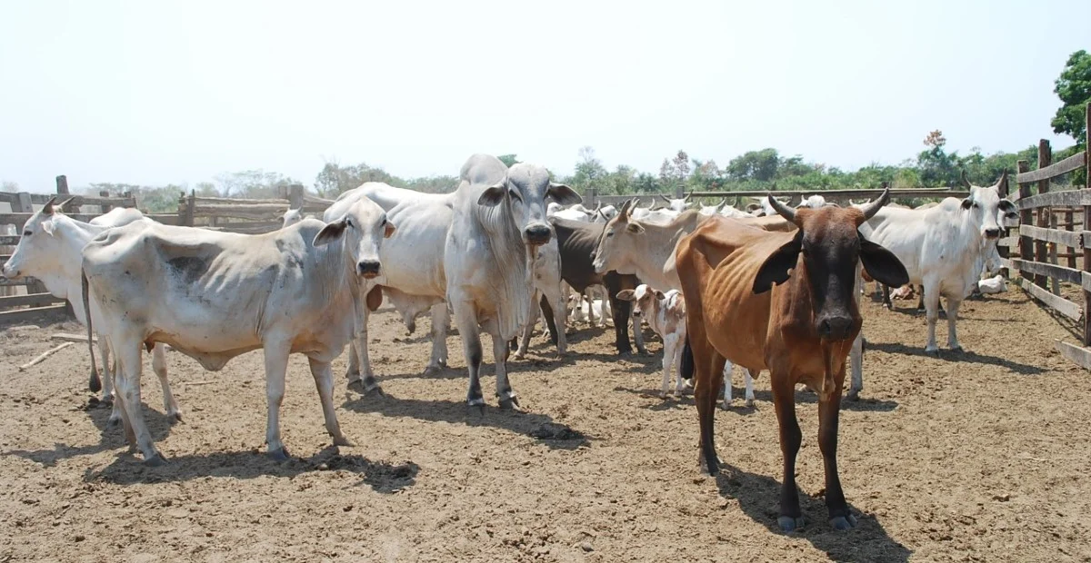 Qual é o prazo para os produtores com rebanhos na Ilha do Bananal fazerem a declaração de informações pecuárias? 14 qual e o prazo para os produtores com rebanhos na ilha do bananal fazerem a declaracao de informacoes pecuarias