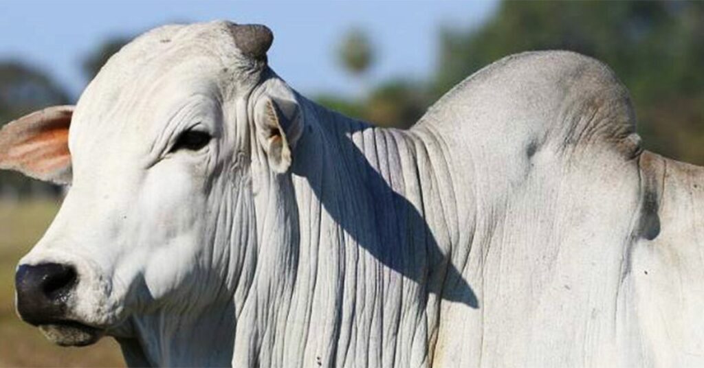 qual e o preco atual do boi gordo em comparacao com julho de 2018 de acordo com o portal dbo
