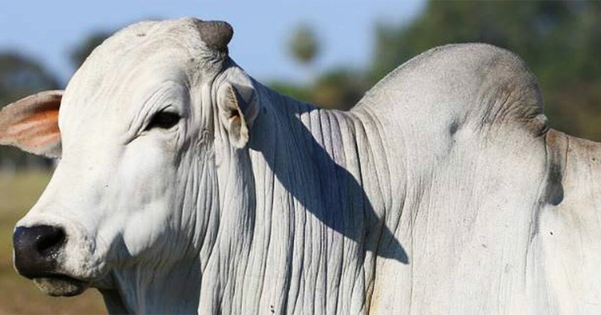 qual e o preco atual do boi gordo em comparacao com julho de 2018 de acordo com o portal dbo